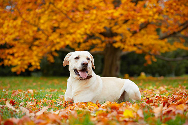 Dog in park Yellow labrador retriever in autumn park yellow labrador stock pictures, royalty-free photos & images