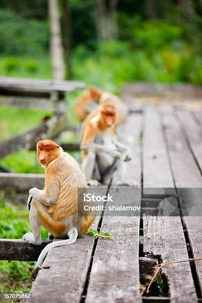 Proboscis Monkeys Stock Photo - Download Image Now - Animal, Animal Nose, Animal Wildlife