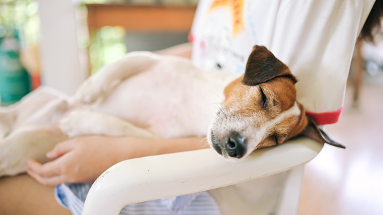 Close-up Jack russell dog sleep resting on his owner arm