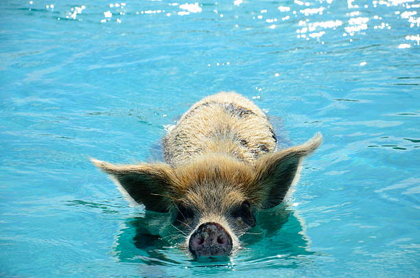 Picture of a swimming pig in the Exuma's, The Bahamas