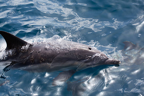 istock Common Dolphins swimming in the ocean 157077097