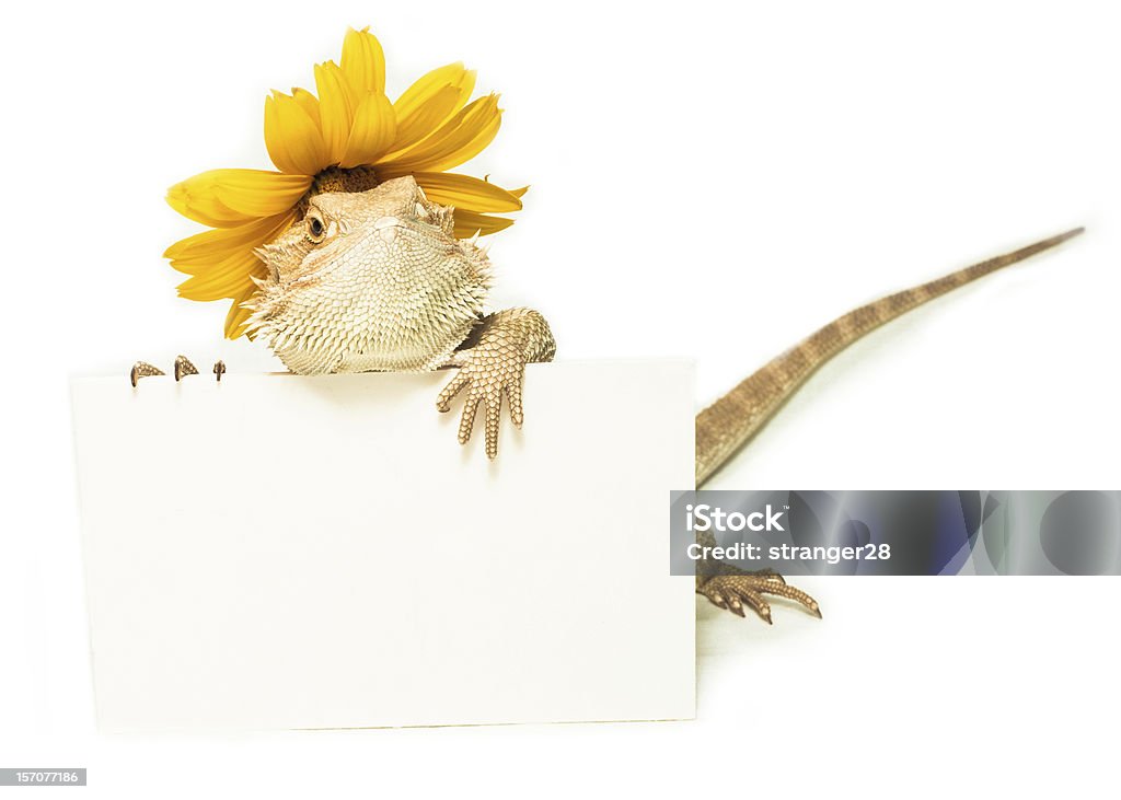 Ящерица держит карта в руке на белом - Стоковые фото Белый фон роялти-фри
