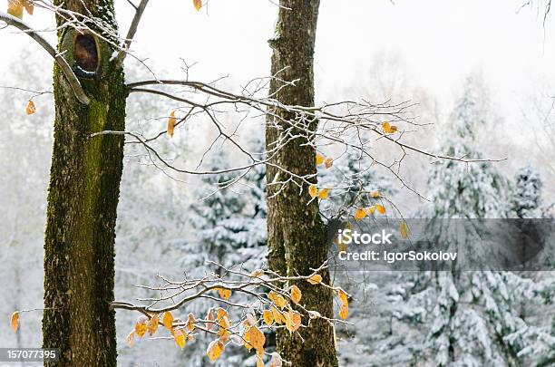 Photo libre de droit de Feuilles Jaunes Sur Larbre Avec De La Première Neige banque d'images et plus d'images libres de droit de Arbre