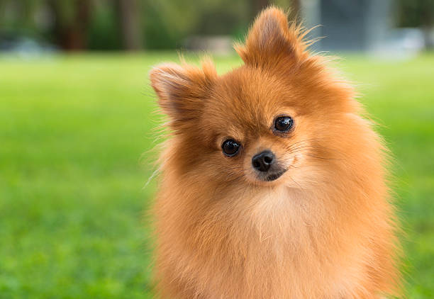 A pretty pomeranian female dog on a blurry grass background Portrait of a young female pomeranian dog pomeranian stock pictures, royalty-free photos & images
