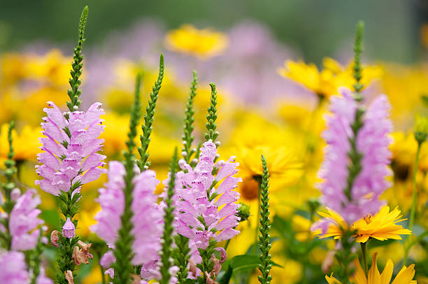 varias flores de otoño - daisy multi colored flower bed flower fotografías e imágenes de stock