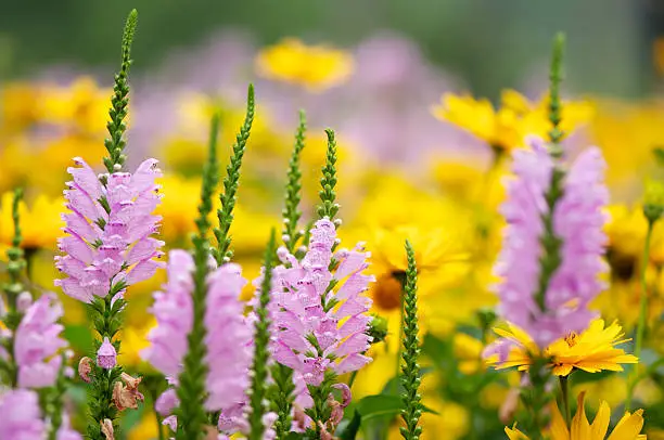 Flowers bed with various daisy, digitalis, and other autumn flowers, beautiful and colorful.