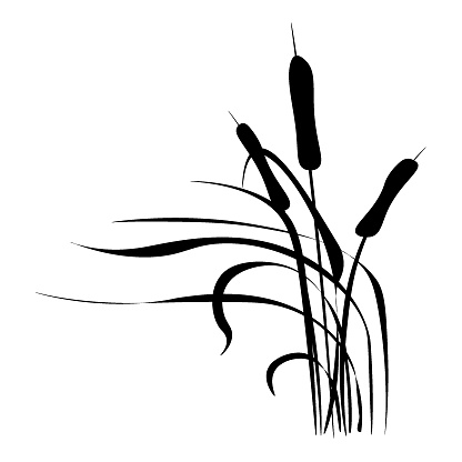 Asian reed grass and reed branches,marsh plant.Japanese traditional ink painting in oriental style sumie e,wu shin,go hua,SSTK abstract,vector illustration.