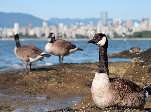 Canada Geese In Front of Vancouver Skyline stock photo