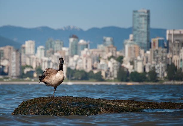 Canadian Goose Looking in Front of Vancouver Skyline stock photo