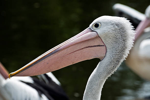 istock Australian Pelican Head and Neck Profile 157081750