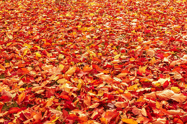 istock Fall orange and red autumn leaves on ground 157082129