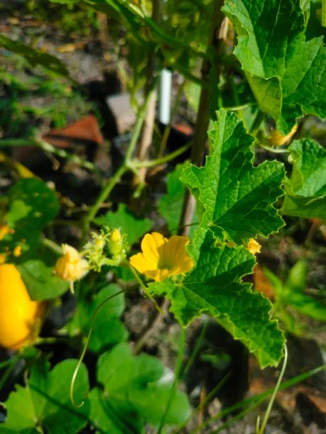 istock Flower of cucumbers 1570824106