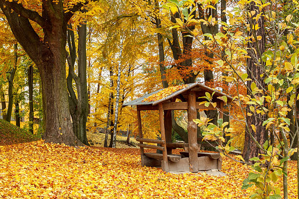 istock Autumn in park with yellow leaves on ground 157082850