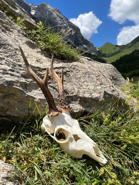 Still life of a roebuck antler in the alps of Montafon (Gauertal, Vorarlberg). stock photo