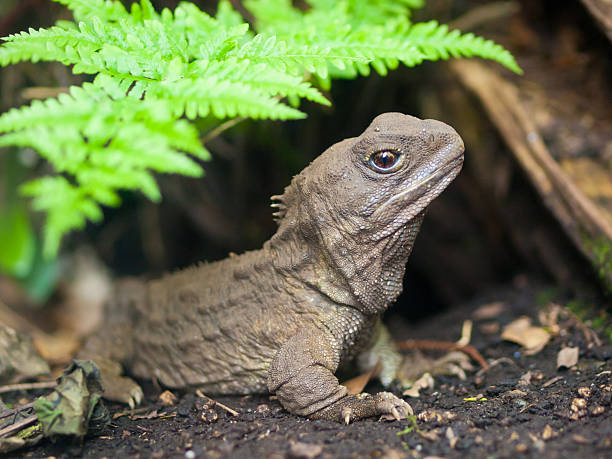 istock Tuatara new zealand native reptile 157085418