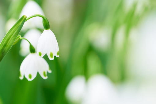 Close-up of a snowflake flower resembling a lily of the valley or snowdrop
