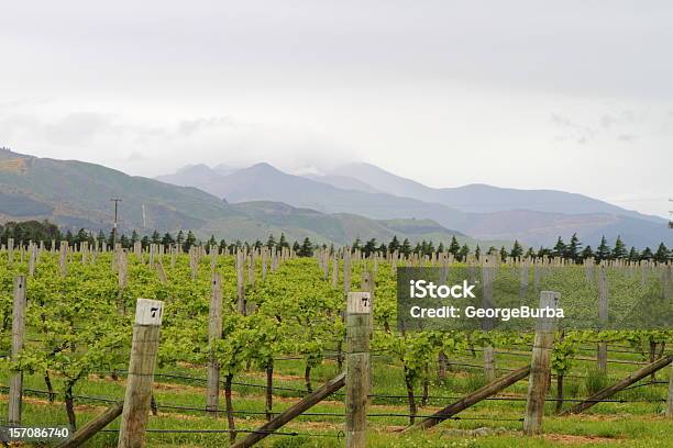 Vinha Vistas - Fotografias de stock e mais imagens de Agricultura - Agricultura, Ao Ar Livre, Blenheim