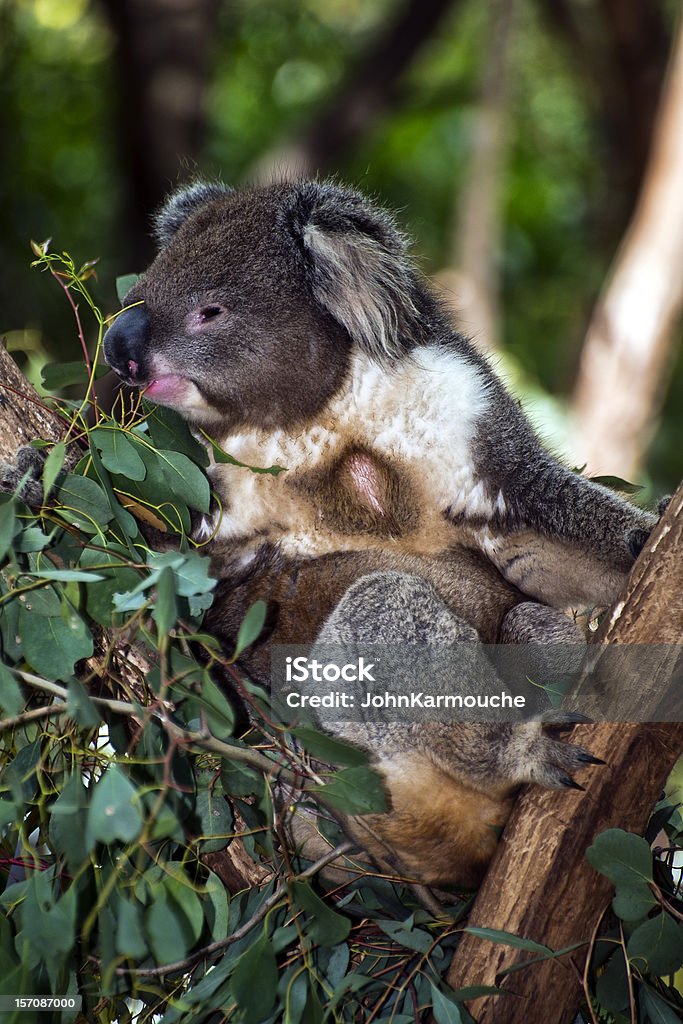 Koala australien dans tree - Photo de Koala libre de droits