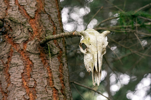 Goat skull on the tree in the heart of the forest reveals a mysterious and enchanting tale untold