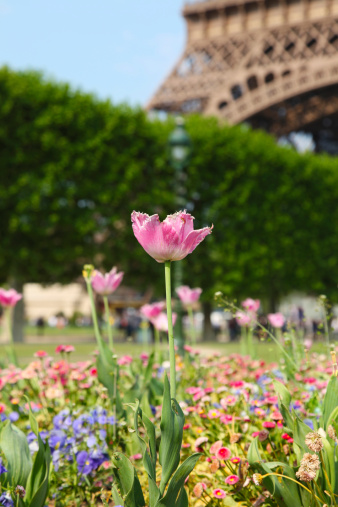 Flower and blurry Eiffel tower in background
