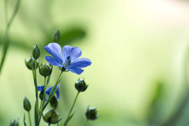 Macrophotography, closeup of a small wild flower