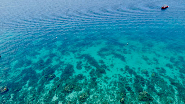 istock Coral reef in the shallow sea. 1570939850