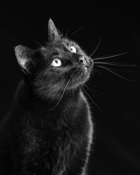 istock Black domestic cat with piercing eyes looking upwards against a dark background 1570960451