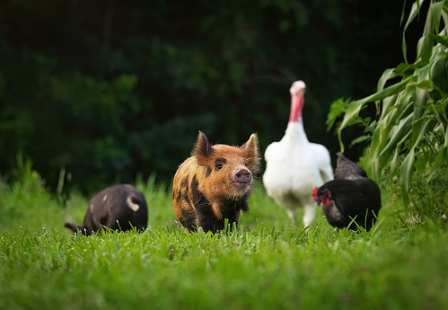 A small pig in front of a group of domestic animals in a rural field