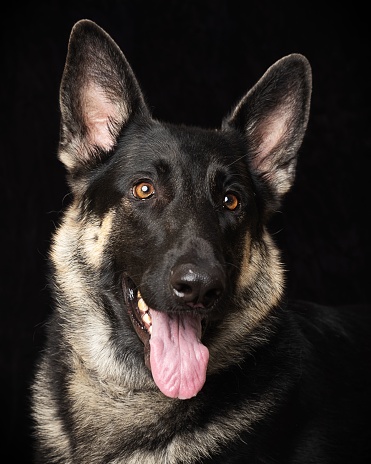 A German Shepherd dog with its tongue hanging out and mouth agape against a black background