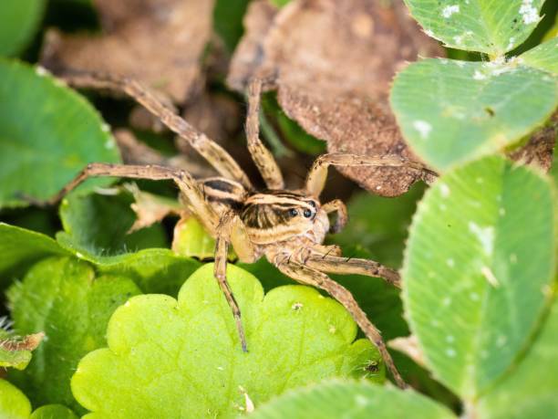 istock Close-up of a rabid wolf spider slowly crawling on a lush, leaf-covered plant 1570960701