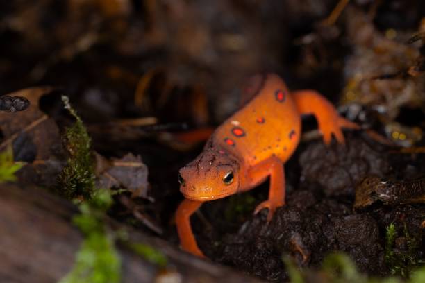 A vibrant greenish newt (Notophthalmus viridescens) perched atop a leaf-covered ground