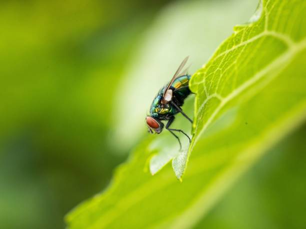 istock Close-up of a fly perched atop a lush, green leaf 1570960982