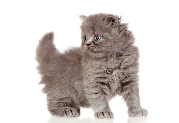 istock Beautiful angora kitten with gray and soft hair 157096172