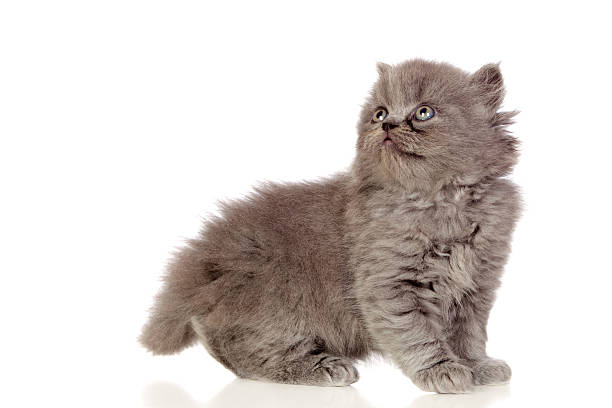 istock Beautiful angora kitten with gray and soft hair 157096224