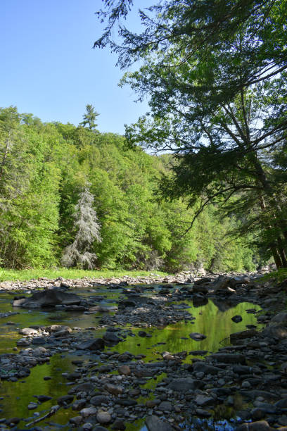 istock Rocky Loyalsock Creek in Eagles Mere, Pennsylvania 1570978323