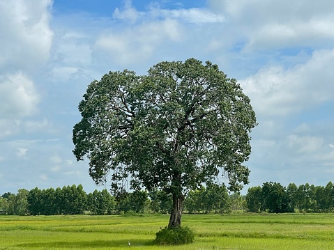 Huge single carob tree on a hill