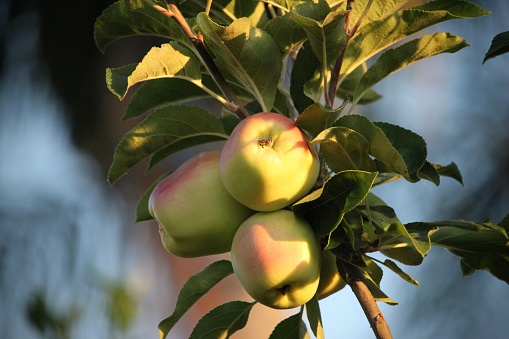 Ripe apples hanging on a branch of an apple tree