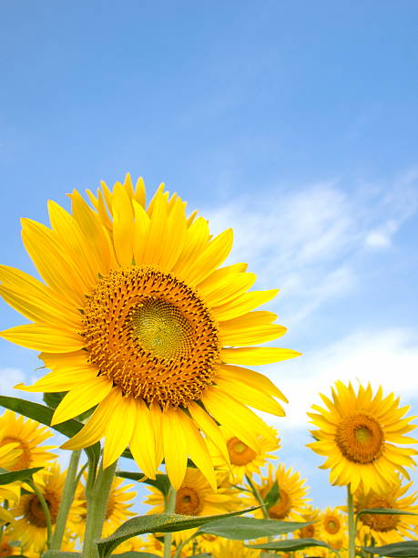 Sunflower field in Zama, Japan stock photo