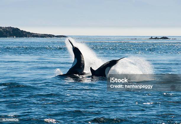 Foto de Killer Whale e mais fotos de stock de Baleia - Baleia, Orca, Brincalhão