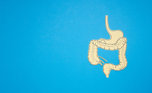 A large intestine shape made from paper on a blue background. Treatment and prevention of constipation and diarrhea. Intestinal microflora and probiotics. Top view. Space for text. Healthcare concept