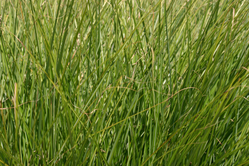 Long tall wild grass in a park