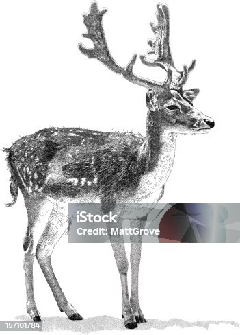 istock Stag 157101784