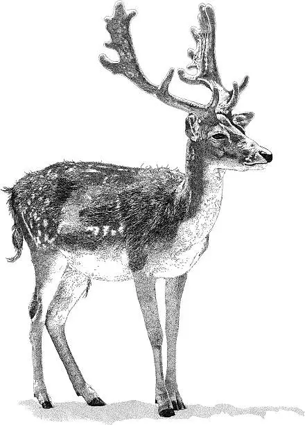 Vector illustration of Stag