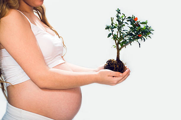 Picture of the abdomen of pregnant young woman, in whose hands the small tree as a symbol of new life.