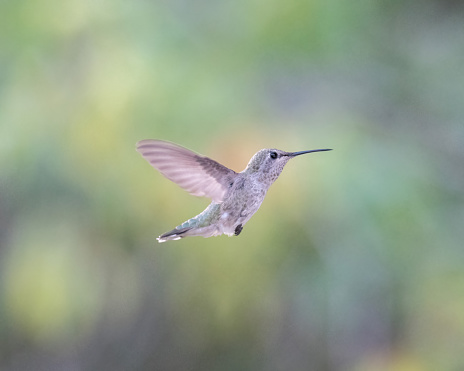 Anna’s Hummingbird in mid flight