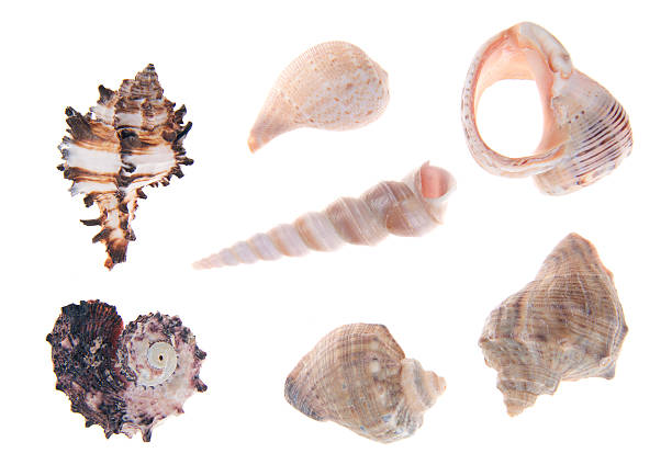 istock collection of seashells isolated on white background 157102454