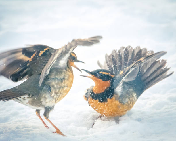 Varied thrush fight in a thick blanket of snow