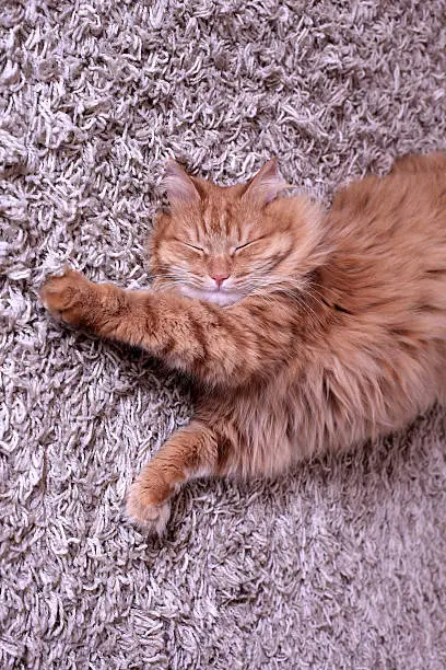 Photo of red cat sleeps on a carpet