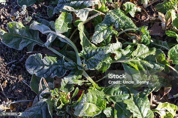 Primeiro Jardim Frost - Fotografias de stock e mais imagens de Acelga Vermelha - Acelga Vermelha, Ao Ar Livre, Cru