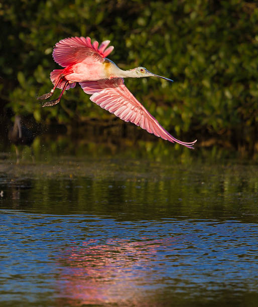 istock Rosette spoonbill in spring breeding plumage flies over marsh 157103931